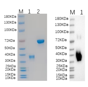 Reducing 4%-20% SDS-PAGE (CBB stained) and WB (Anti-His Mouse Monoclonal antibody) analysis profiles of purified Osm.
1. Osm: 1 μg
2. BSA: 1 μg